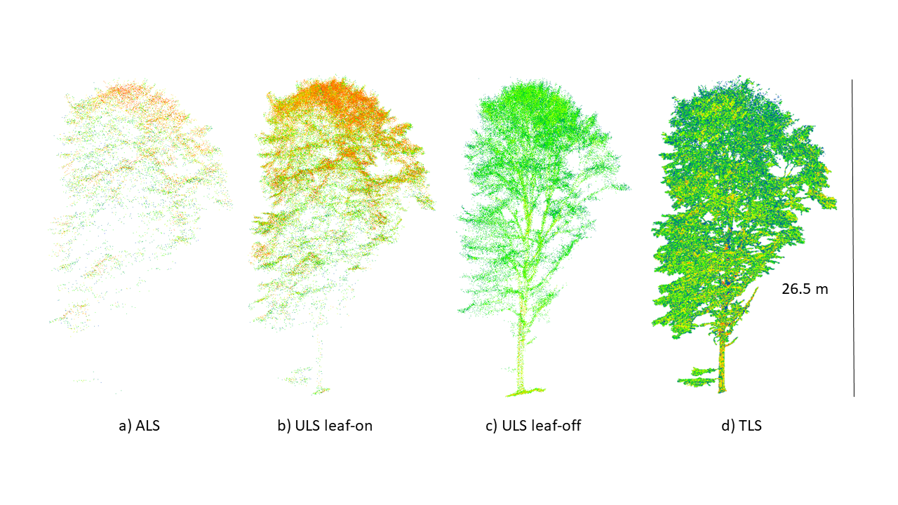 Point clouds of a European Beech, coloured by reflectance. a) ALS point cloud acquired under leaf-on conditions, b) ULS point cloud acquired under leaf-on conditions, c) ULS point cloud acquired under leaf-off condition, d) TLS point cloud acquired under leaf-on conditions. ALS = Airborne laser scanning, ULS = UAV-borne laser scanning, TLS = Terrestrial laser scanning.