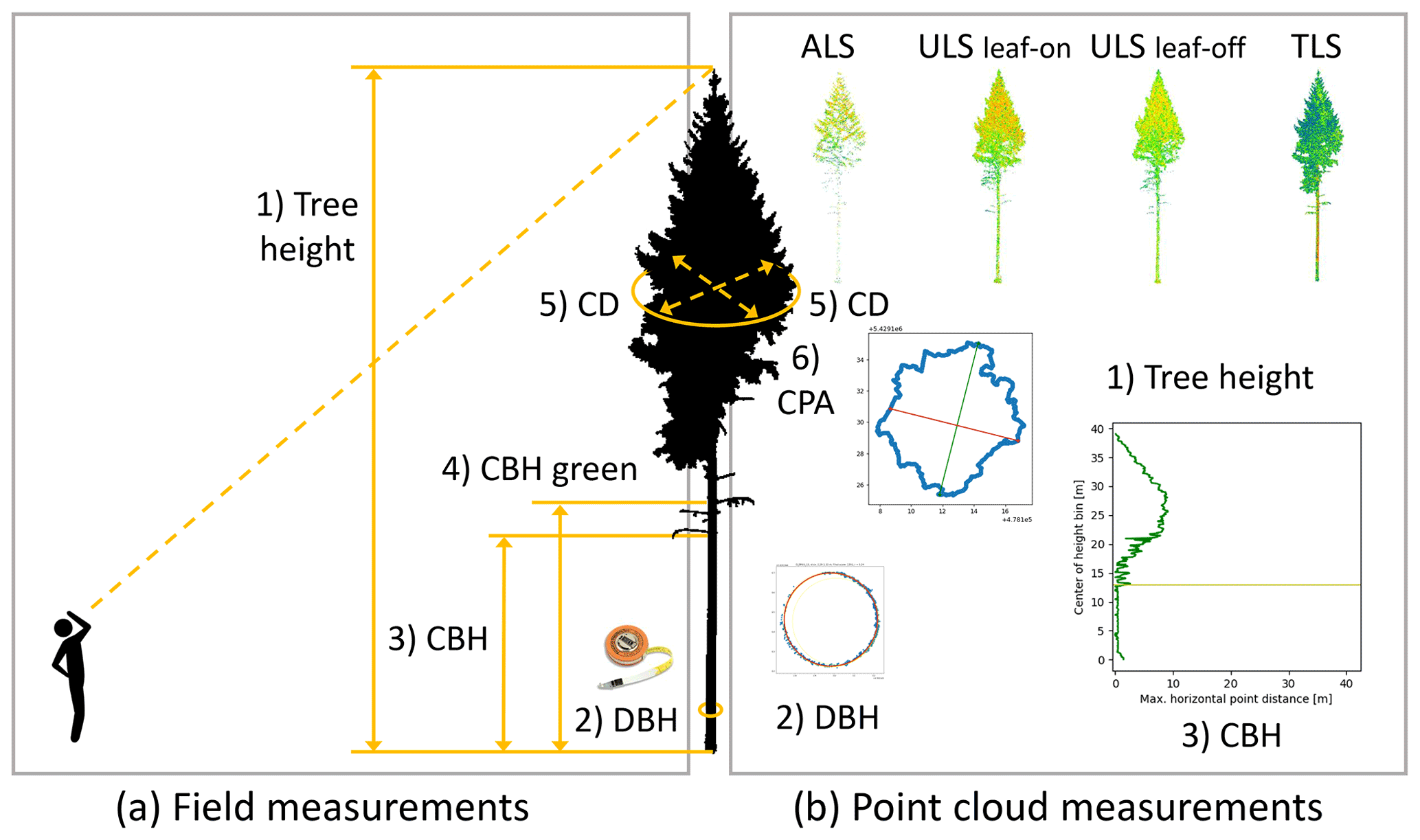 Overview of single tree measurements recorded in the field and derived from the point clouds.